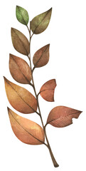 Autumn leaf. Watercolor illustration.