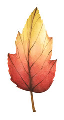 Autumn leaf. Watercolor illustration.