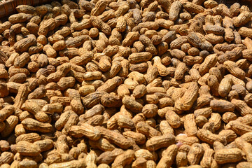 Flat lay of peanuts that are being dried in the sun with their skins on