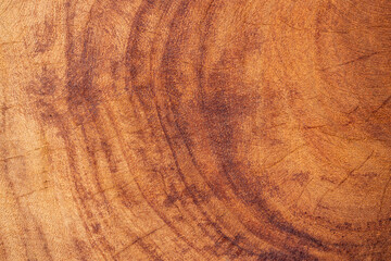 Large cut tree trunk with its circular marks from the passing of the years.