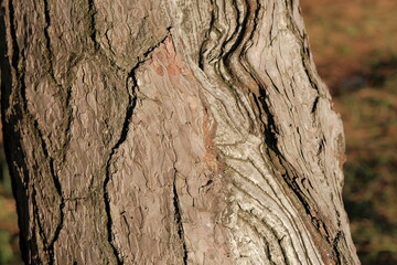pine bark. texture of old pine bark. tree bark background