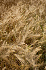 Ripe golden yellow wheat field in Europe. Top view, no people