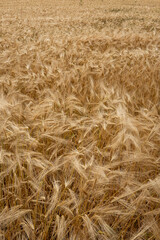 Ripe golden yellow wheat field in Europe. Top view, no people