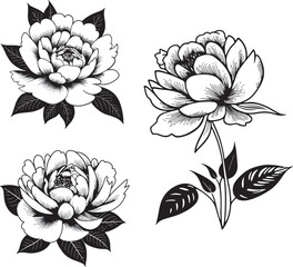 Hand Drawn Vector Peonies