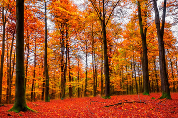 Autumn forests- Immerse yourself in the vibrant hues of autumn foliage, as trees transform into a breathtaking palette of red, orange, and gold
