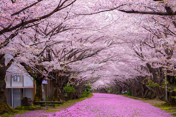 Cherry blossom avenue- Walk along a pathway adorned with blooming cherry blossoms, creating a dreamlike atmosphere with their delicate pink petals
