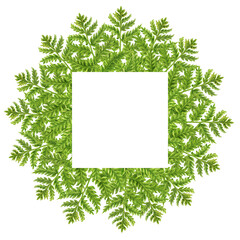 Hand drawn watercolor  frame and composition of green fern branches with leaves for wedding, birthday, greeting card, menu, banner, border, stickers. 