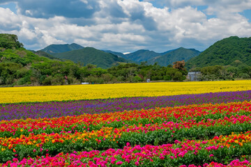 Fototapeta na wymiar Flower fields- Take a stroll through vast fields of colorful flowers or capture their beauty through photography for a vibrant landscape experience