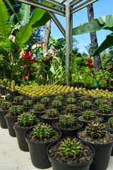 Fototapeta na wymiar Mini Cactus in the pot, cacti plant store. Mini cactus as a background. Beautiful Colorful Gymnocalycium cactus. Vertical photo, top view.