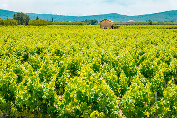 Fototapeta na wymiar Vineyards in Penedes wine region
