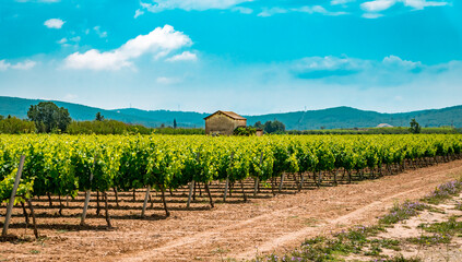 Vineyards in Penedes wine region