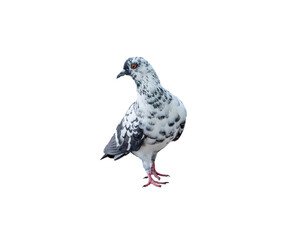 Single wild pigeon standing isolated on white background with clipping path