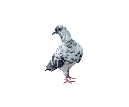 Single wild pigeon standing isolated on white background with clipping path in png file format