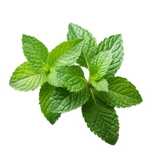 Naklejka na ściany i meble Fresh Mint leaf, Mint leaves isolated created with Generative AI