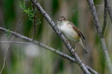 Common reed warbler // Teichrohrsänger (Acrocephalus scirpaceus)