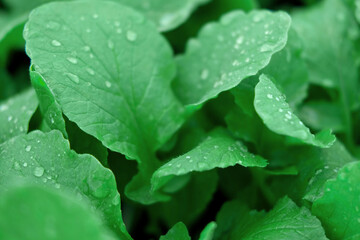 Green leaves background. Edible leaves with water dew drops growing in a soil. Perfect video...