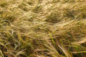 From Seed to Harvest: The Art of Wheat Cultivation