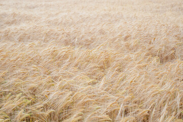 Golden Fields: Serene Summer Wheat Harvest in the Countryside