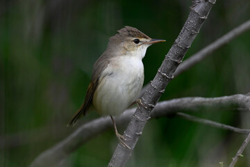 Teichrohrsänger // Common reed warbler (Acrocephalus scirpaceus)