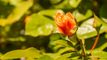 Rosa chinensis, China rose, on a sunny day in summer