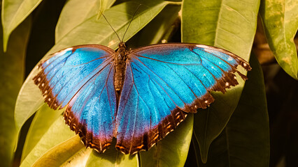 Morpho helenor, helenor blue morpho butterfly