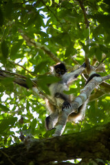 Calakmul - Geoffroy's spider monkey