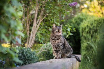 Tabby cat sits on a wall and looks to the right. Portrait of a European shorthair cat watching the action outdoors. Outside in summer in the garden with trees and plants - Powered by Adobe
