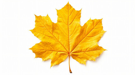 Fototapeta na wymiar yellow maple leaf