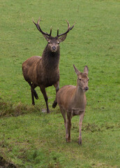stag & doe during mating season.