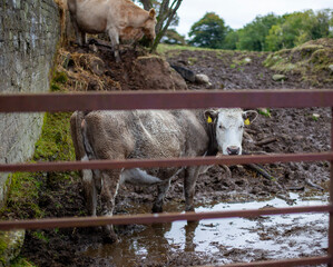 Cows stuck in the mud on a farm