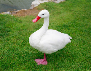 Obraz premium White duck with red beak.