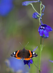 butterfly on flower