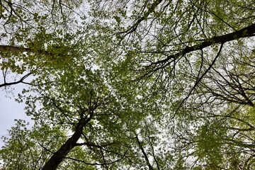 A view of the green leaves in the tall trees of the forest.