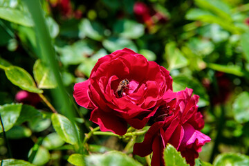 Summer, flowers, bees
The first day of sunshine