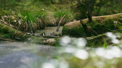 Old mossy tree laying in secret pond in green ancient marsh forest. Nature natural outdoors background.
