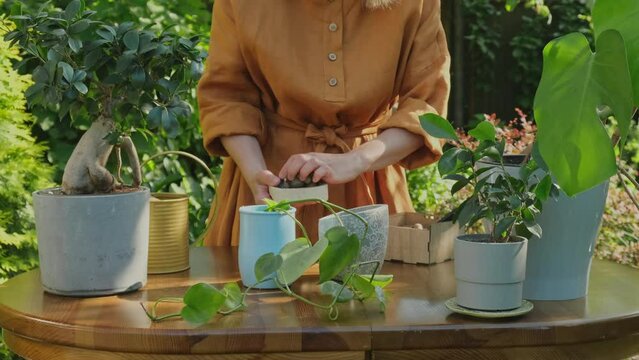 Gardening. Planting houseplants into new flowerpot in back yard garden. 