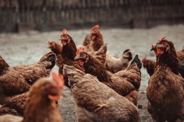 Free-range hens in a large group