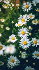 Obraz premium Portrait background of beautiful daisies in a flower wild field Generative AI Illustration