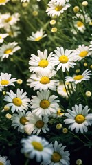 Fototapeta premium Portrait background of beautiful daisies in a flower wild field Generative AI Illustration