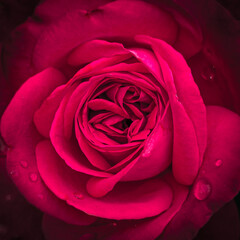  close up macro of red rose. rose leaves with water, shallow depth of field