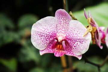Close up look on a moon orchid or moth orchid also known as Phalaenopsis amabilis.