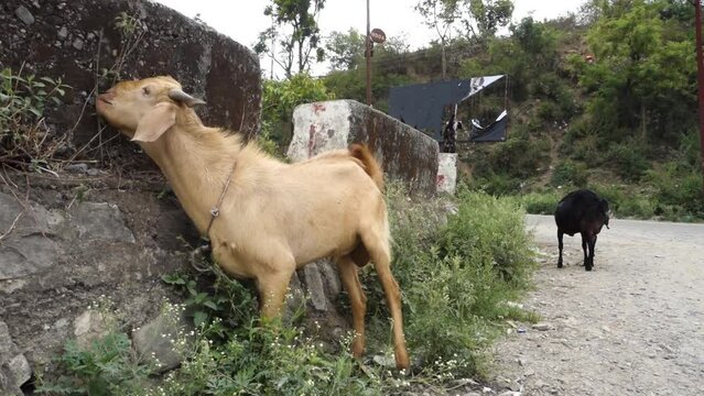 october 14th 2022, Dehradun City, Uttarakhand, India. Indian Colorful goats feeding on roadside grass.