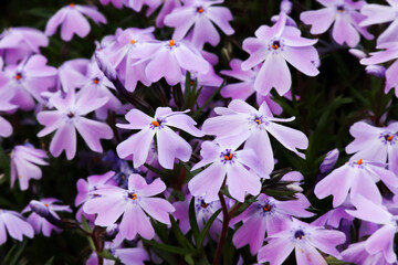 Close up look on scarlet flame flowers also known as phlox subulata.