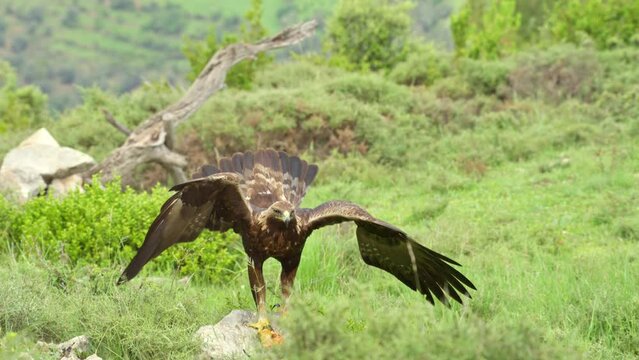 Golden Eagle (Aquila chrysaetos) flying and landing In the Pyrenees Spain
