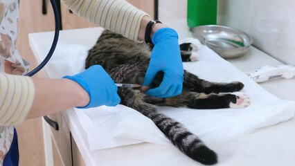 the veterinarian gives the cat an analgesic injection in the testicles before the castration operation.