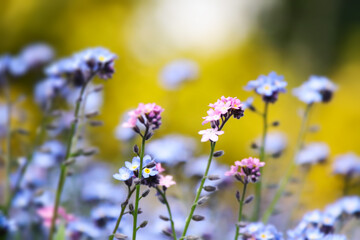 Close up look on Siberian bugloss also known as brunnera macrophylla.