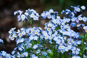 Close up look on Siberian bugloss also known as brunnera macrophylla.