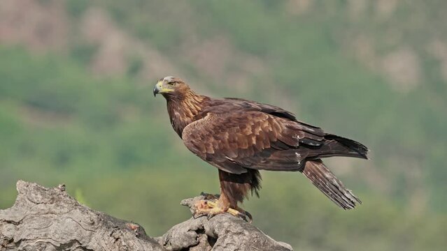 Golden Eagle (Aquila chrysaetos) Standing on a tree trunk and eating