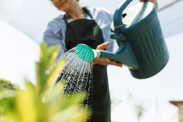 Female commercial gardener in market gardening or nursery with green apron watering plants
