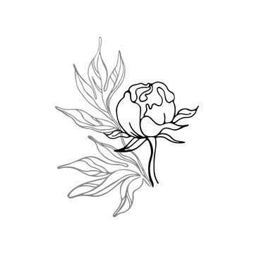 Vector drawing of a flower bud and leaves. Flowering plant, garden. An unopened peony bud. Line art, outline black and white drawing isolated on white background.